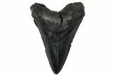 Fossil Megalodon Tooth - South Carolina #332065-1
